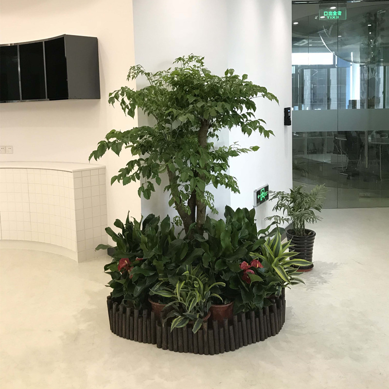 酒店绿植出租